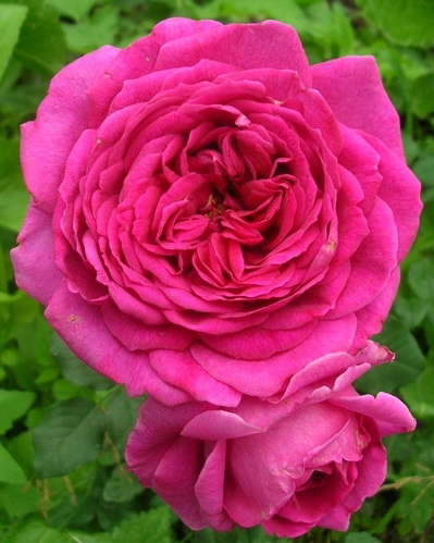 Роза английская `Янг Люсидас`, Rosa (S) `Young Lycidas` ® | СадПарад